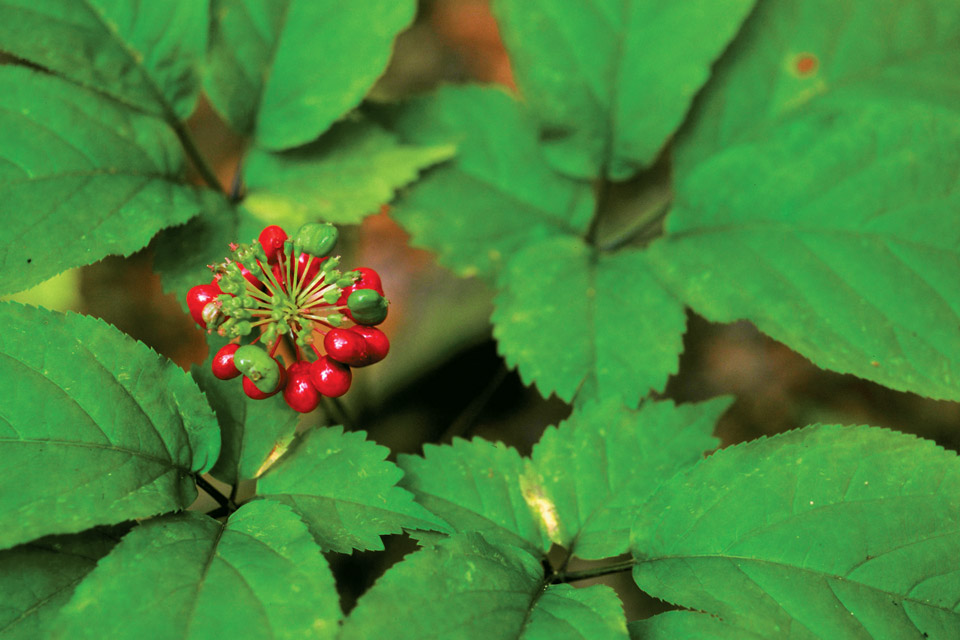 Ginseng Plant