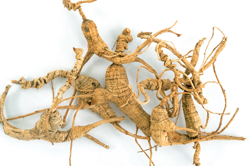 Why the Ginseng Plant is Rooted in Love