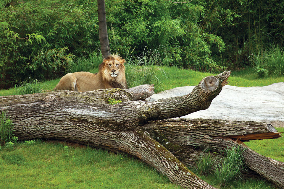 Cincinnati Zoo Lion (photo by Connie Lemperle)