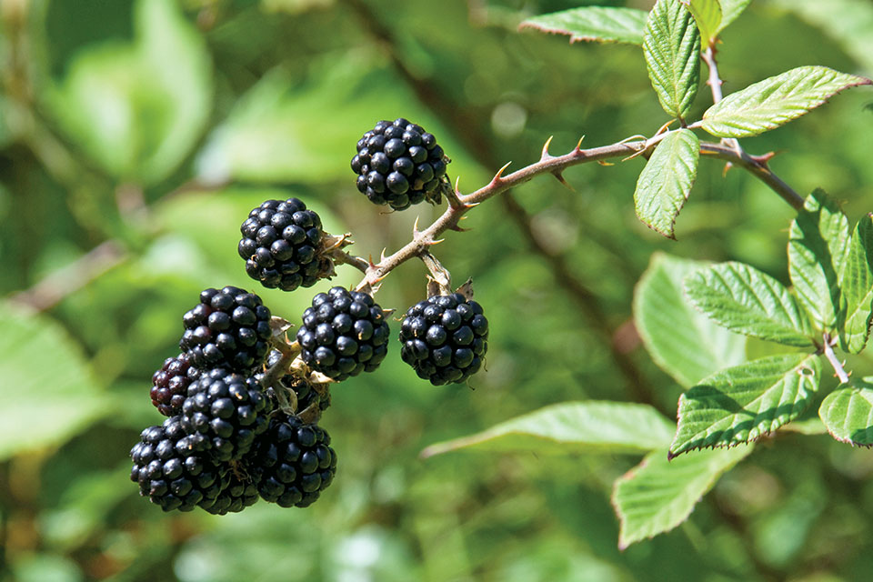 Blackberries on a Vine