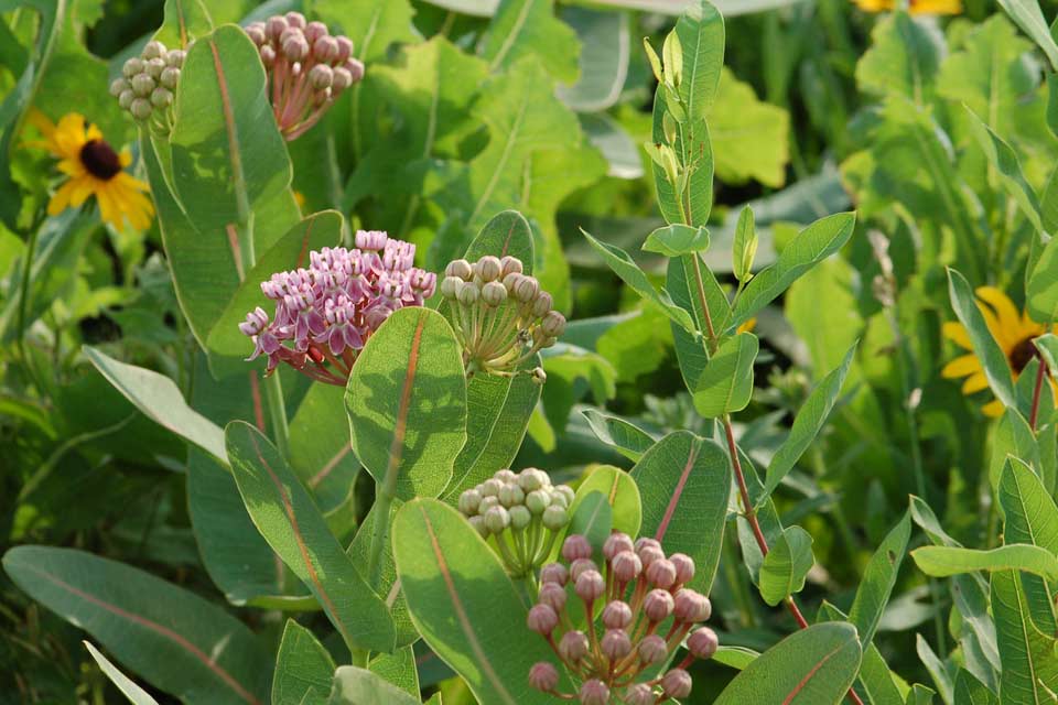 Pink Wildflowers