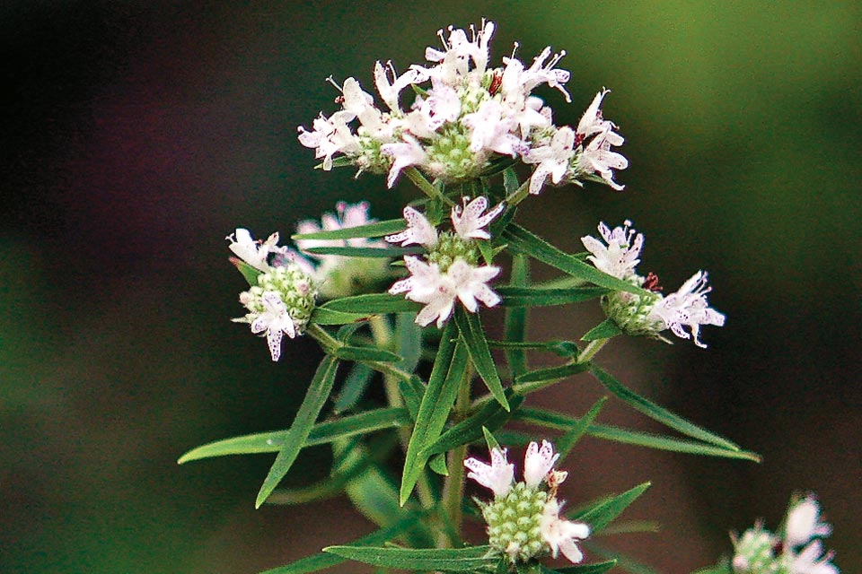 Virginia Mountain Mint