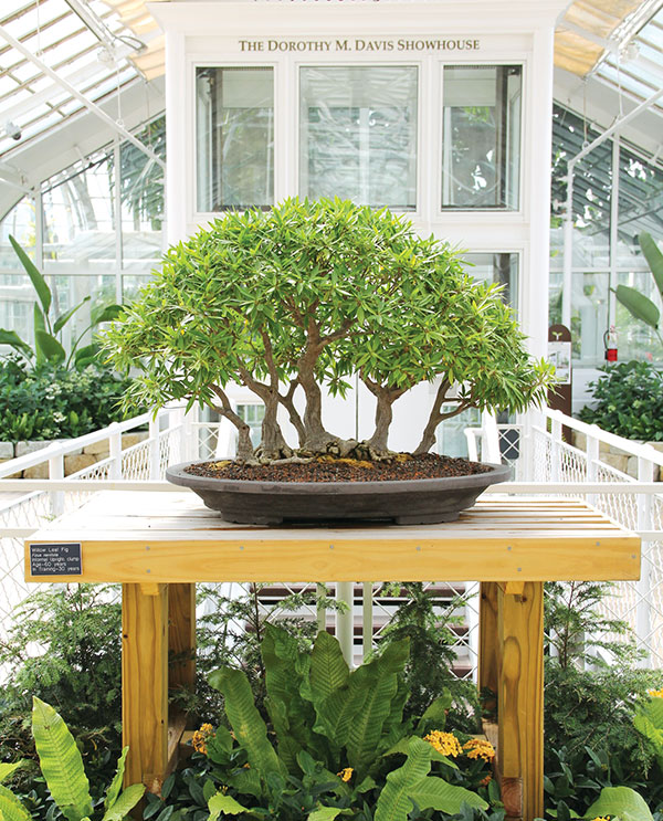 Franklin Park Bonsai Show