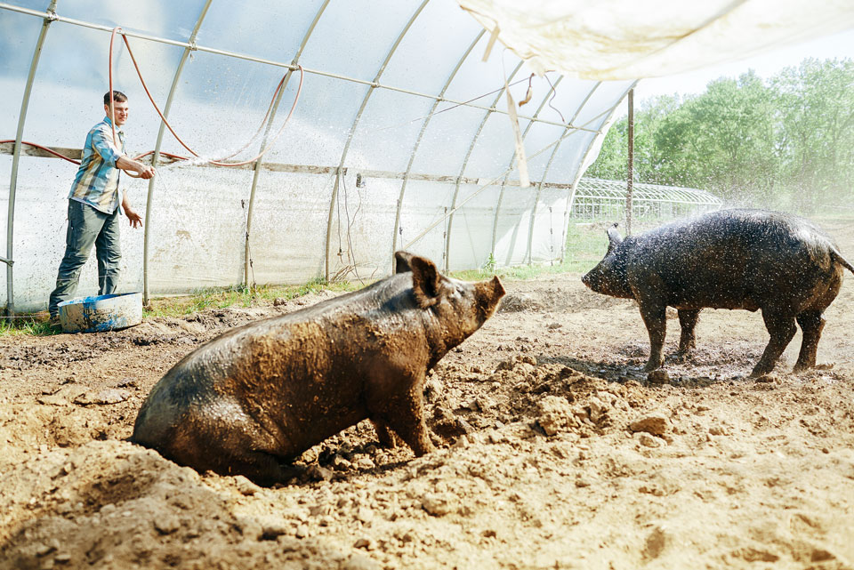 Ben Bebenroth feeding the pigs