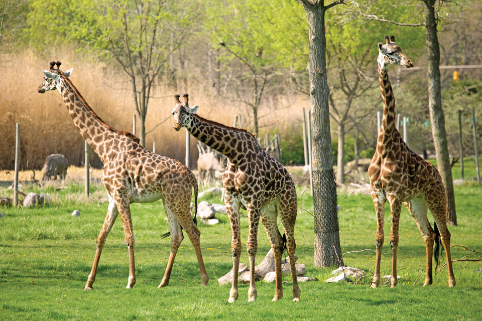 Giraffes at the Toledo Zoo