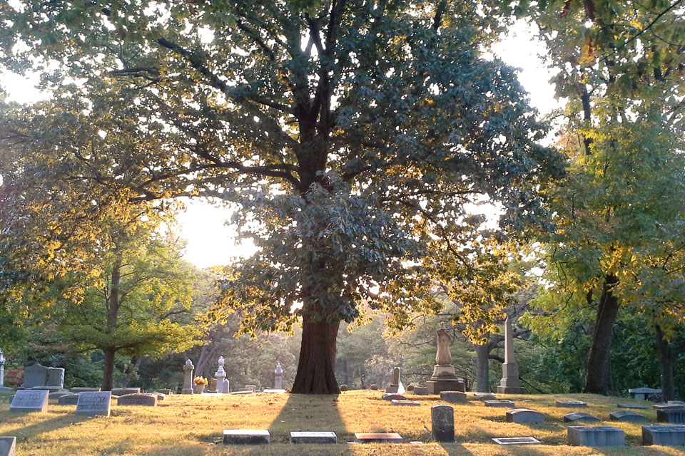 Woodland Cemetery_tree