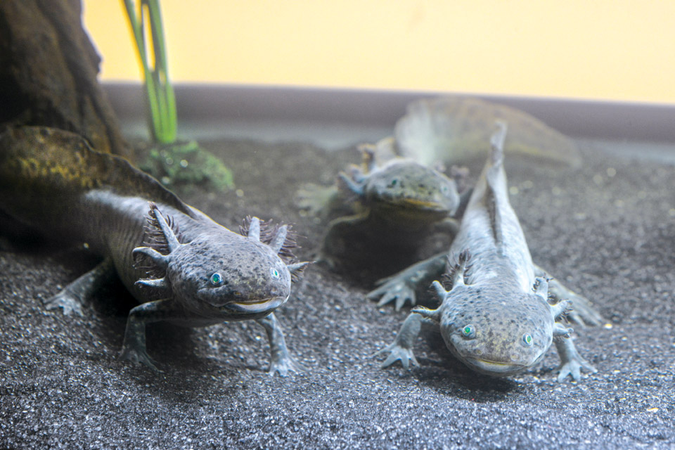 Axolotols 