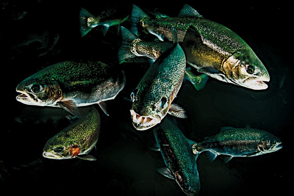 Trout swimming in quarry