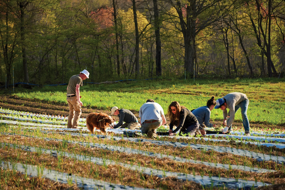 Crew hand planting crops