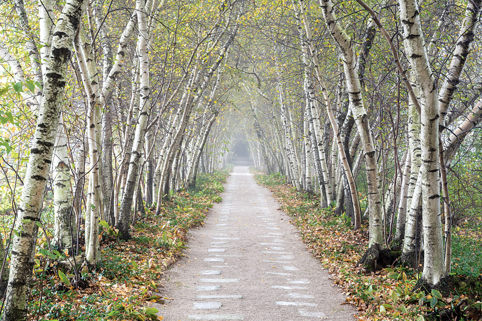 Birch Tree Allee at Stan Hywet Hall & Gardens