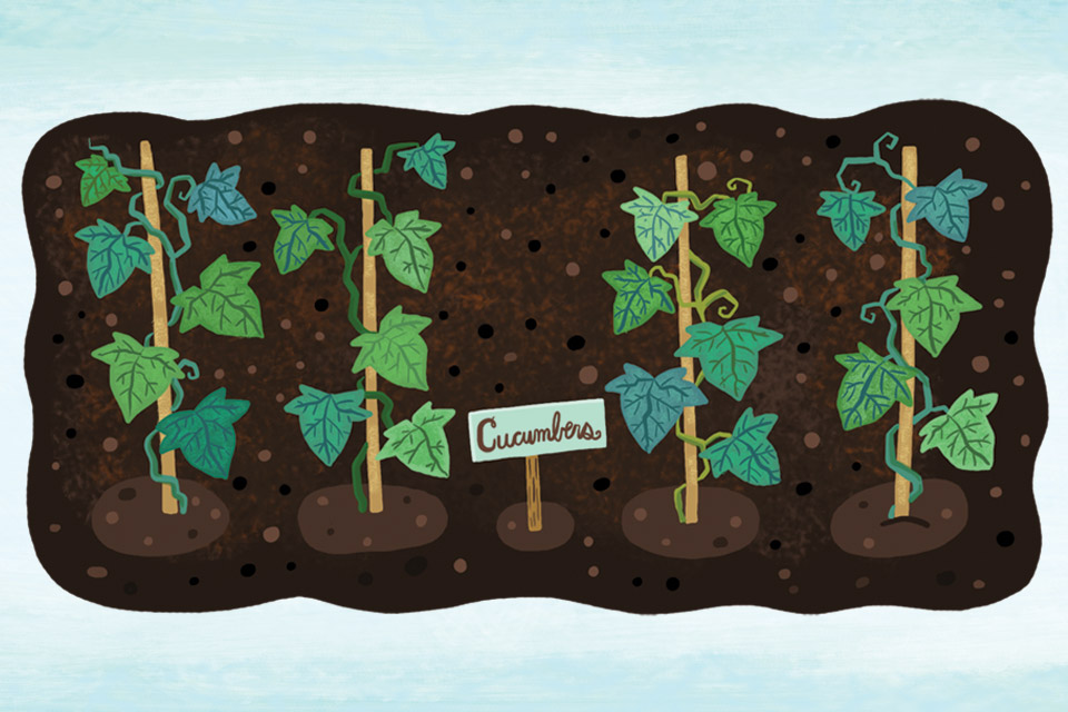 Raised bed planting tips