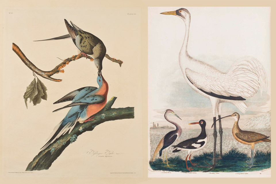 alexander-wilson_plates-62-and