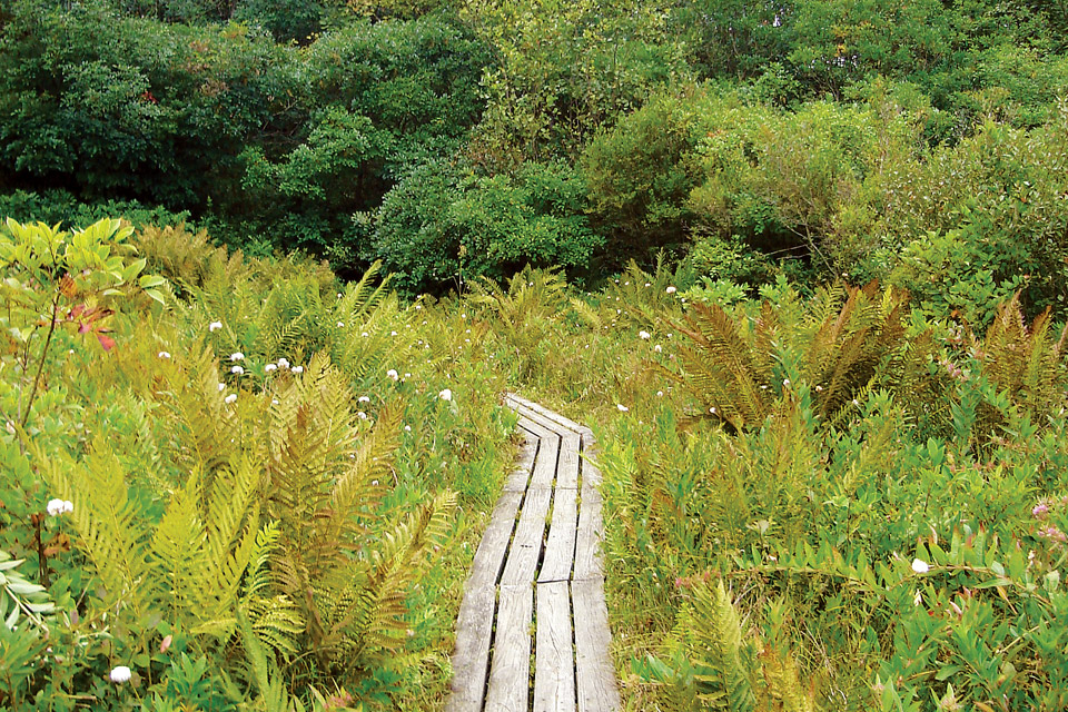 Brown's Lake Bog Preserve (photo by Karen Adair)