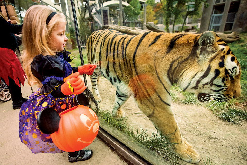 Cleveland Metroparks Boo at the Zoo (photo courtesy of Cleveland Metroparks)