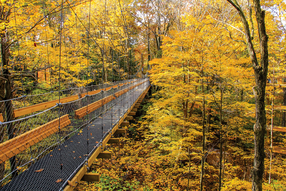 Holden Canopy Walk (photo by Skip Nyegard)