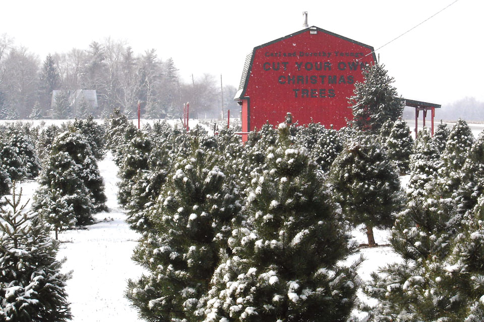 Carl and Dorothy Young Tree Farm