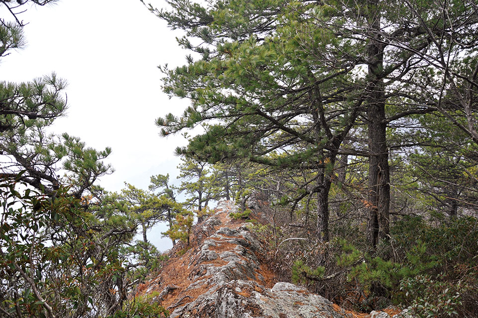 North Fork Mountain (photo courtesy of USDA Forest Service, by Kelly Bridges)