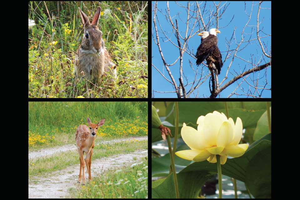 Ottawa National Wildlife Refuge flora and fauna (photos by Kristina Smith)