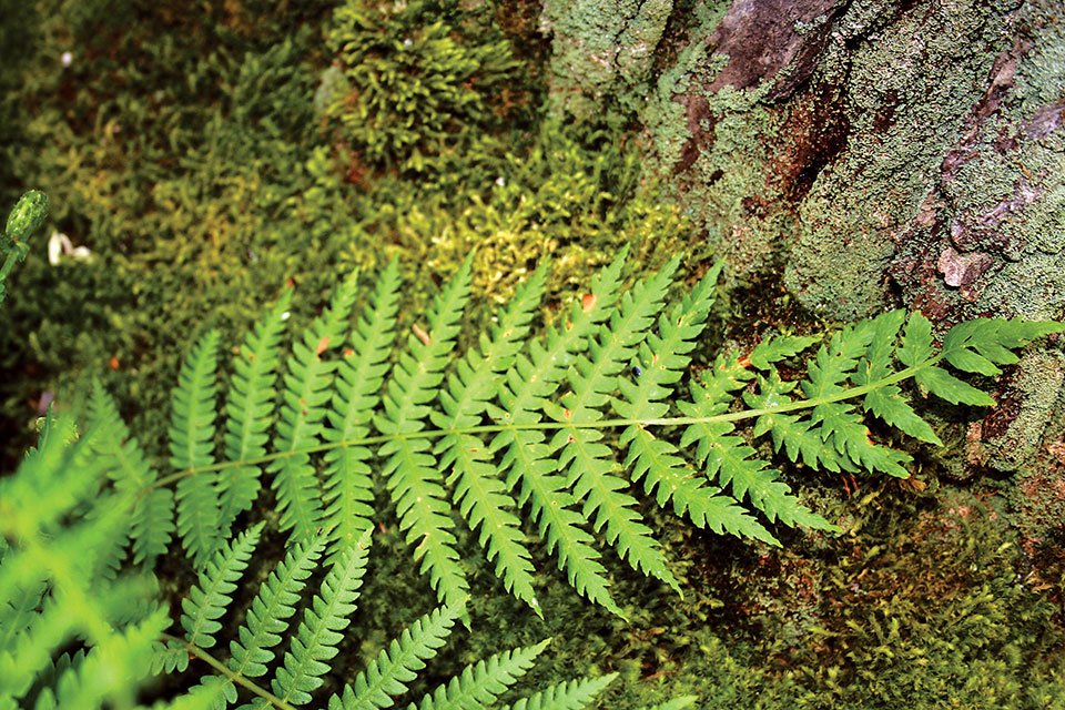 Cinnamon Fern (photo courtesy of Ohio Department of Natural Resources)