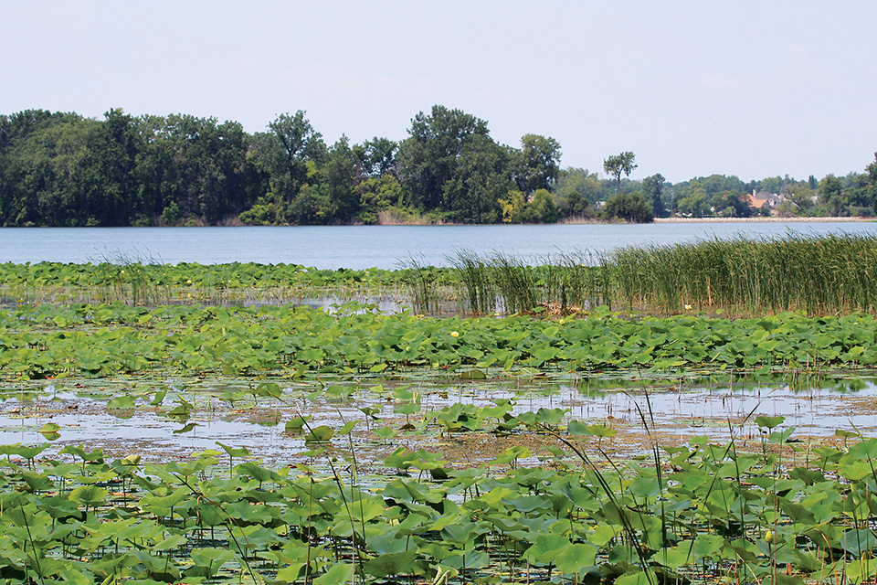 East Harbor State Park marsh (photo courtesy of ODNR)