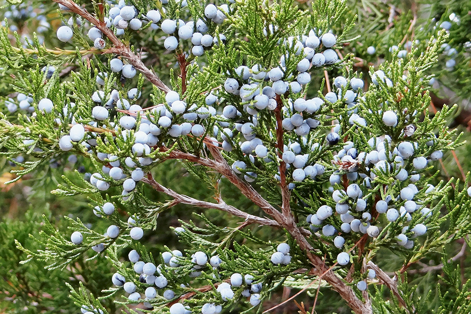 Eastern Redcedar