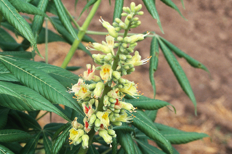 Ohio Buckeye