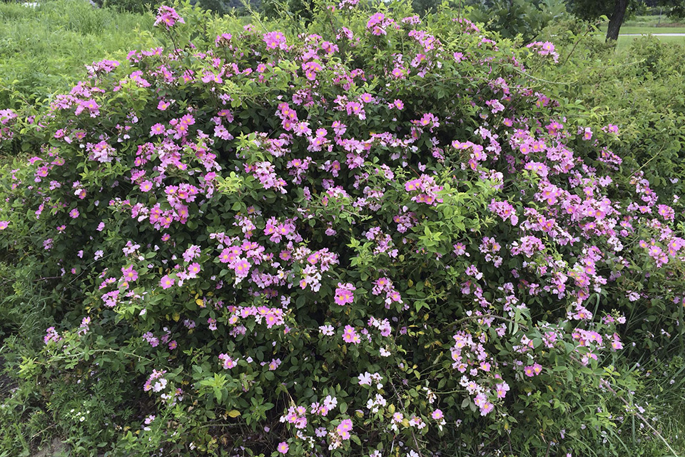 Prairie Wild Rose