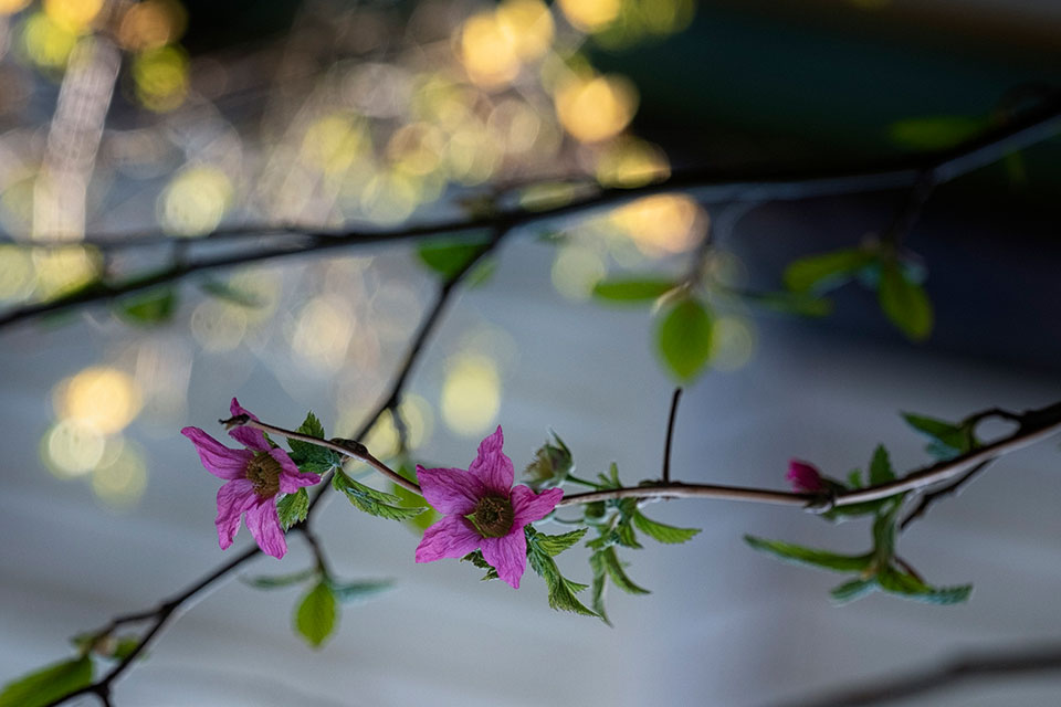 Purple Flowering Raspberry