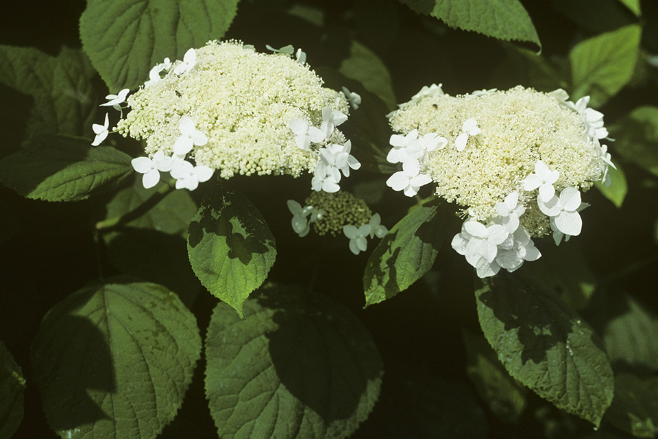 Wild Hydrangea