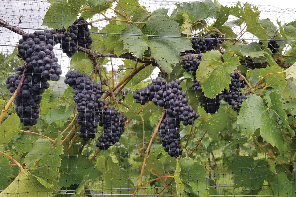 Grapes on the vine (photo courtesy of Rockside Winery & Vineyards)