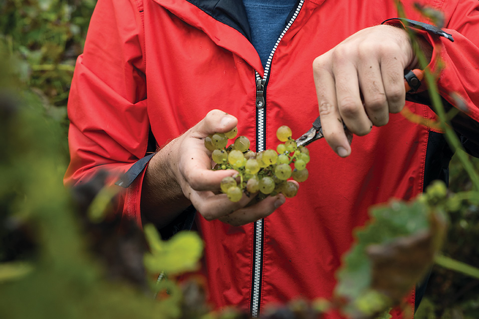 Man pruning grapes (photo by Matt Shiffler)