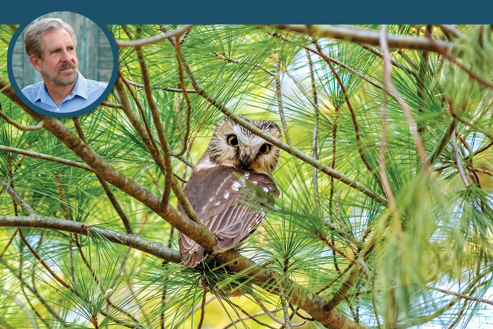 Owl at Killdeer Plains (photo by Tom Ramsey) and Ken Kaufmann (inset)