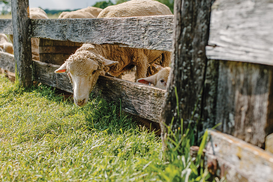 Slate Run Living Historical Farm sheep at a fence (photo by Megan Leigh Barnard)