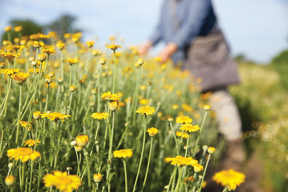 Field of flowers (photo by Eric Wagner)