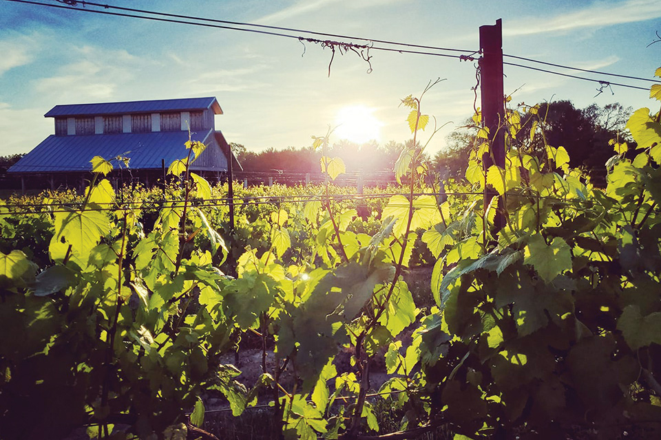 Vermilion Valley Vineyards sunset exterior (photo courtesy of Vermilion Valley Vineyards)