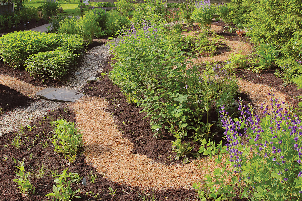 Garden pathways in Terri and Randy Litchfield’s Delaware garden (photo by Randy Litchfield)