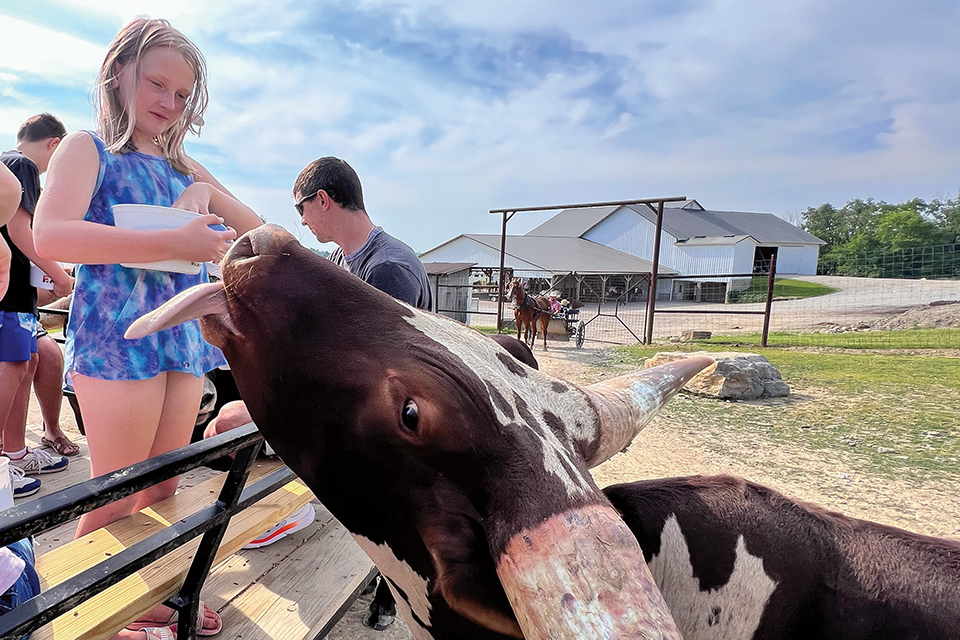 Girl feeding male Rocky Mountain Elk at The Farm at Walnut Creek in Sugarcreek (photo by Laura Watilo Blake)