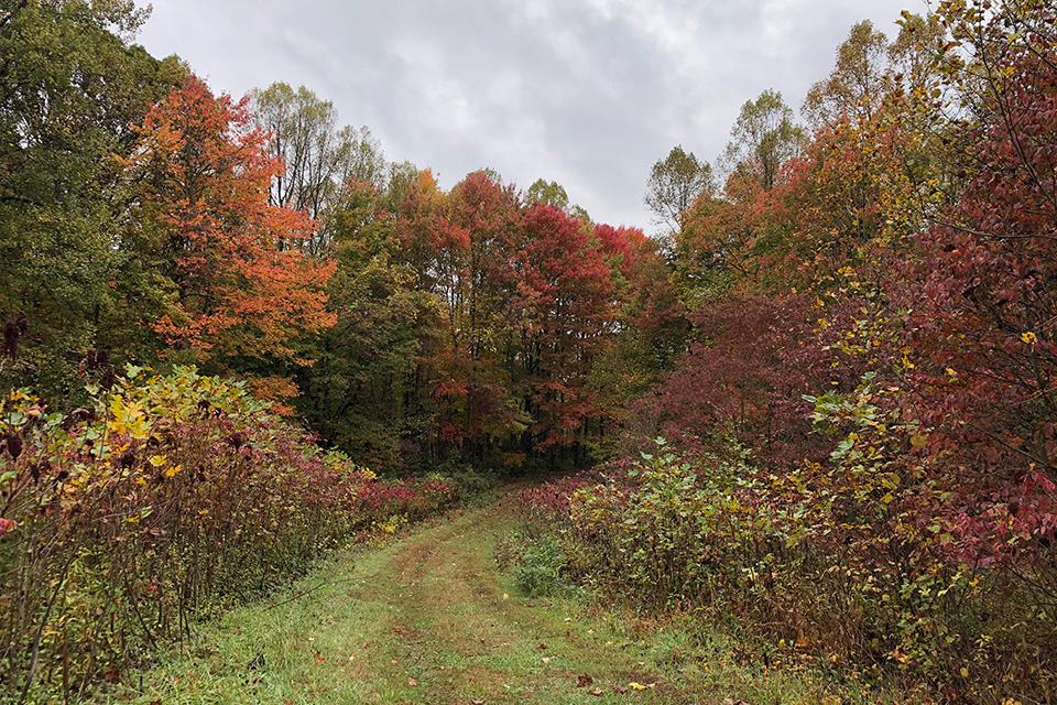 Clear Creek Metro Park (photo by Katie Bennett, courtesy of Columbus and Franklin County Metro Parks)