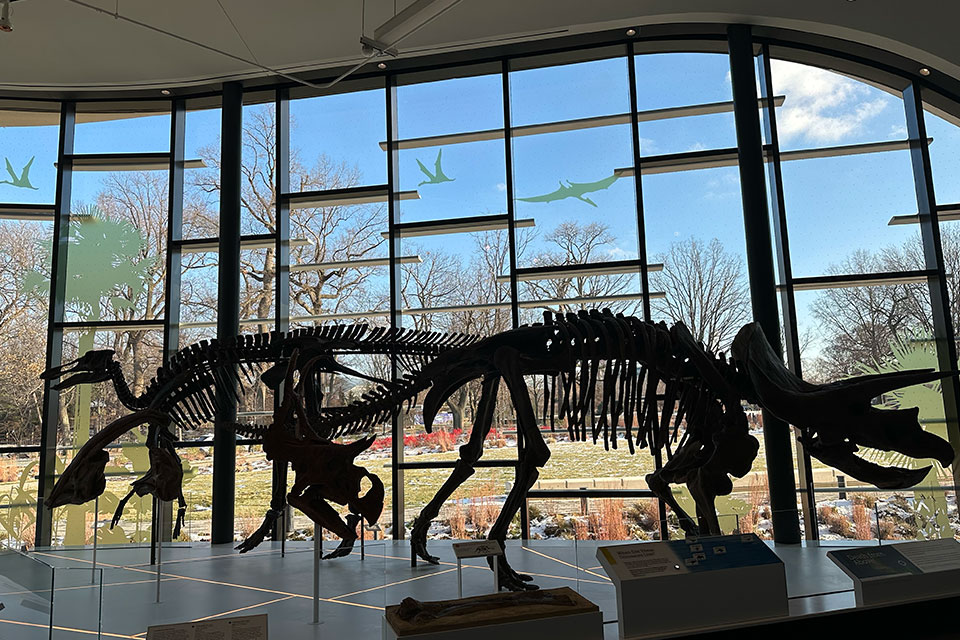 Dinosaur skeletons on display in front of large glass windows in the in the Dynamic Earth wing (photo by Jim Vickers)