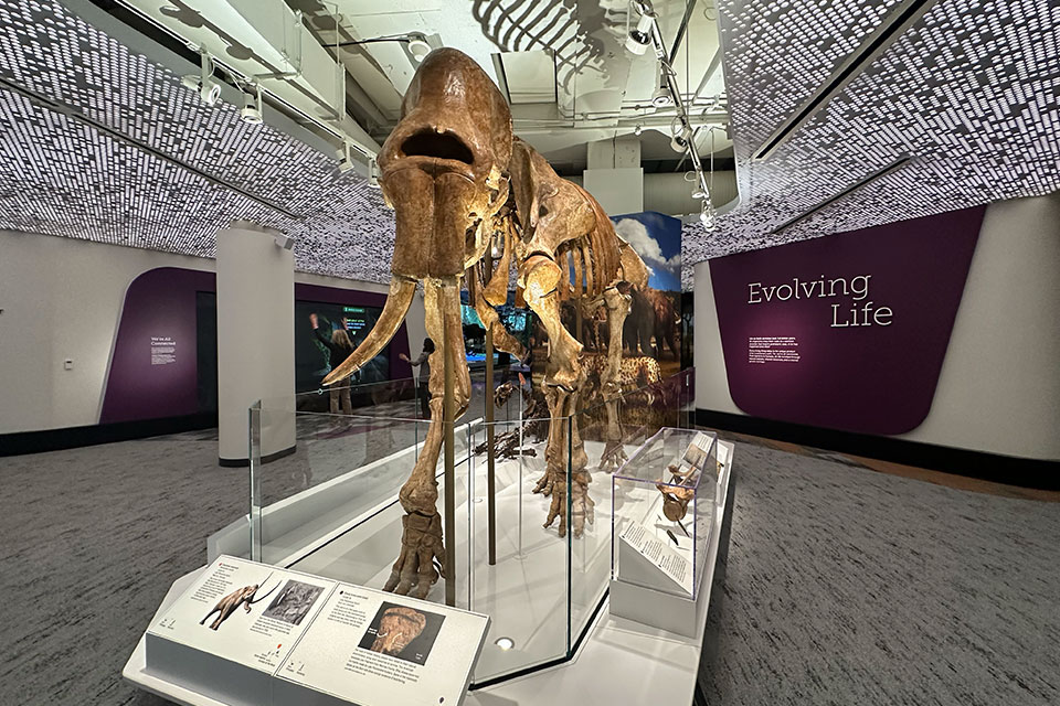 Why You'll Love the Reimagined Cleveland Museum of Natural History