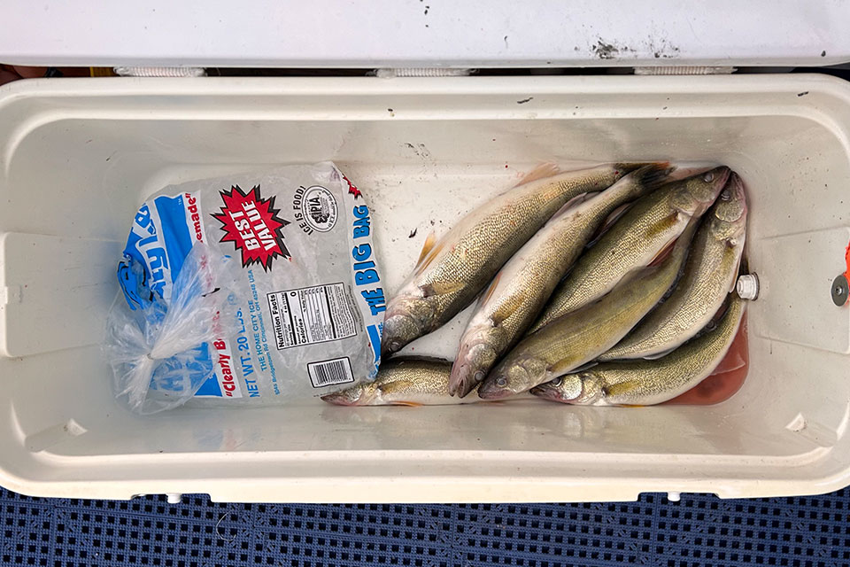 Some of the day’s walleye catch in a cooler (photo by Erin Finan)