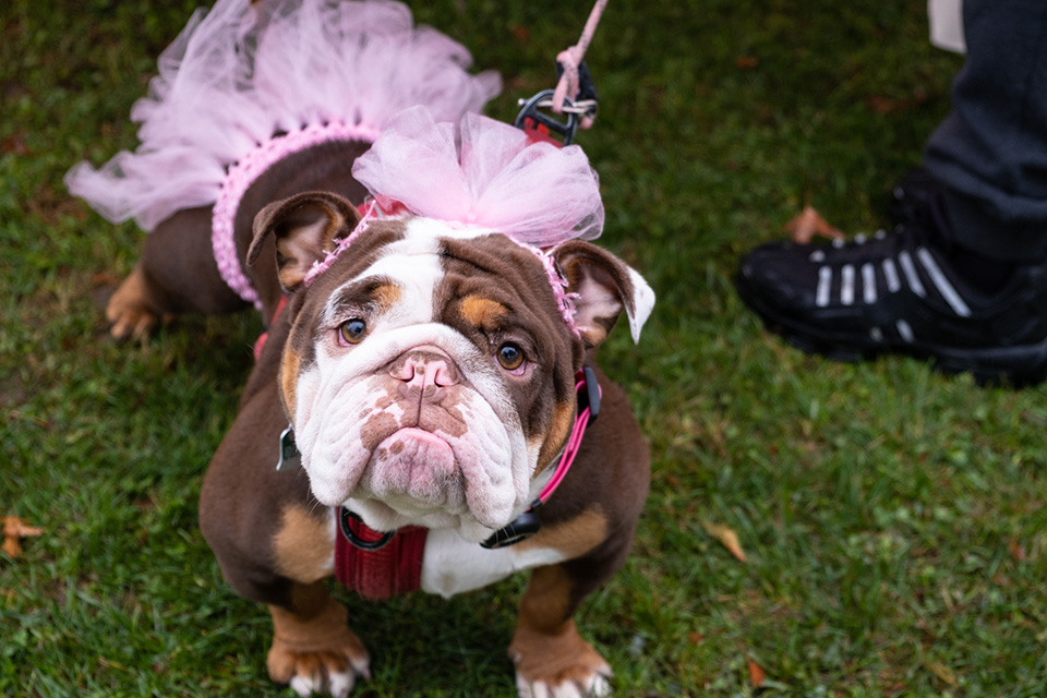 Spooky Pooch Parade (photo courtesy of Lakewood Alive)