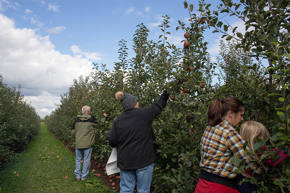 Apple Picking at Apple Peak (courtesy Quarry Hill Orchards)