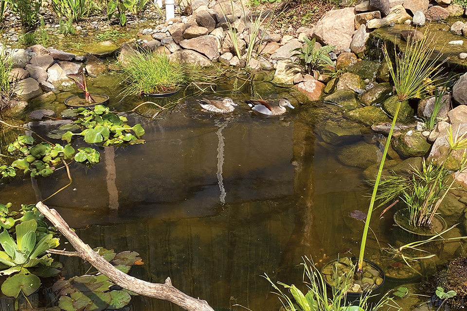 Ducks at Beech Creek Botanical Garden & Nature Preserve in Alliance (photo courtesy of Beech Creek Botanical Garden & Nature Preserve)