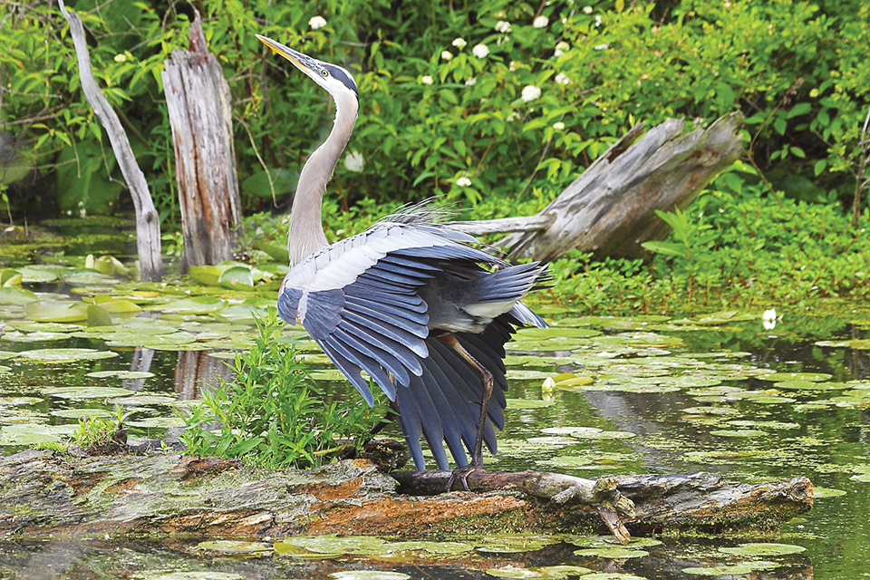 Great blue heron in Cuyahoga Valley National Park (photo © Jim Schmidt)