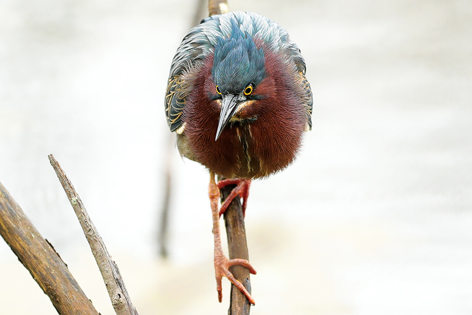 Green heron on a branch near the Magee Marsh boardwalk in Oak Harbor (photo by Jordan West)