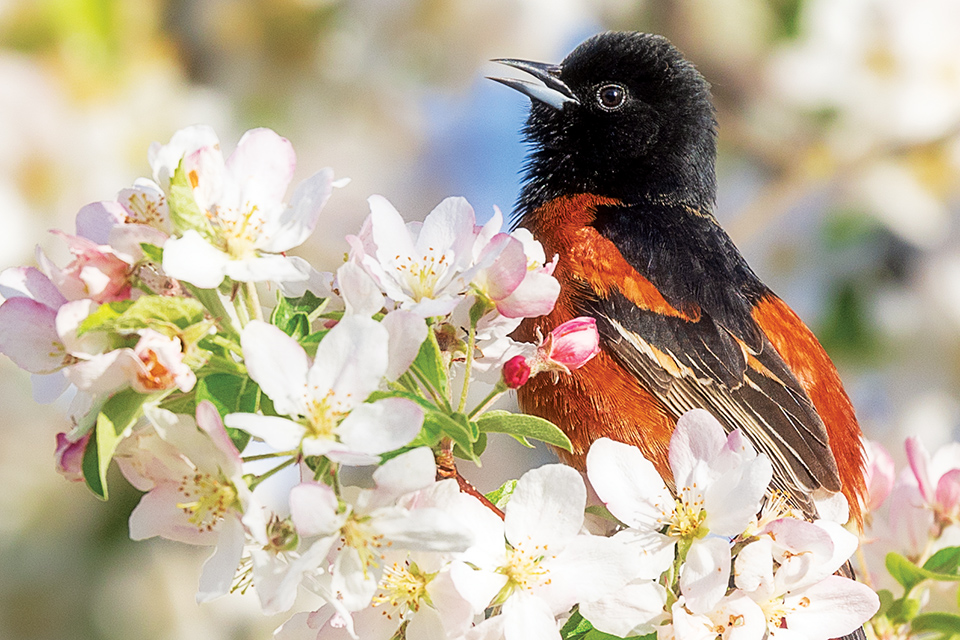 Orchard oriole at Biggest Week in American Birding in Oak Harbor (photo by Matt Shiffler)