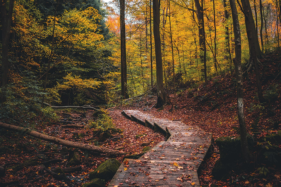 A trail at Mohican State Park in Loudonville (photo by  Jess Wilschek)