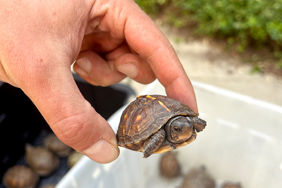 Box Turtle Hatchling (courtesy of Cincinnati Zoo & Botanical Garden)