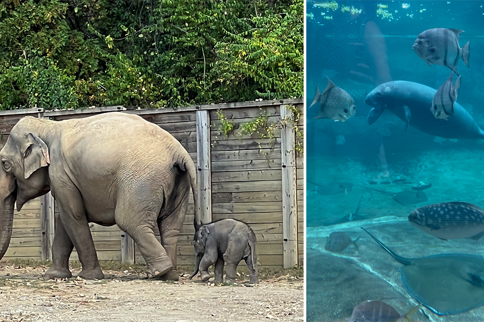 Baby Elephant (left) and Manatee (right) (Gracie Metz)